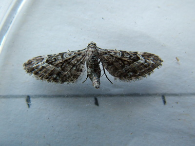 Narrow-winged Pug